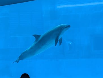名古屋港水族館に投稿された画像（2025/2/24）
