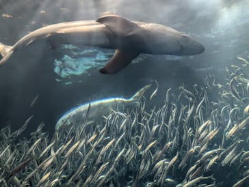 名古屋港水族館に投稿された画像（2025/2/24）