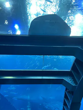仙台うみの杜水族館に投稿された画像（2025/2/24）