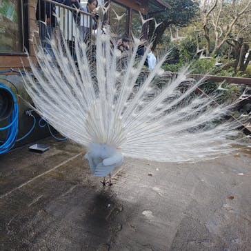 伊豆シャボテン動物公園に投稿された画像（2025/2/24）