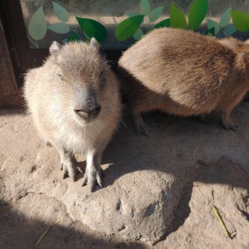 伊豆シャボテン動物公園に投稿された画像（2025/2/24）