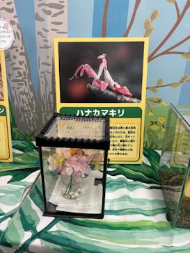 浅草花やしきに投稿された画像（2025/2/24）