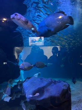 マクセル アクアパーク品川に投稿された画像（2025/2/24）