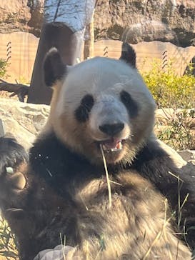 恩賜上野動物園に投稿された画像（2025/2/24）