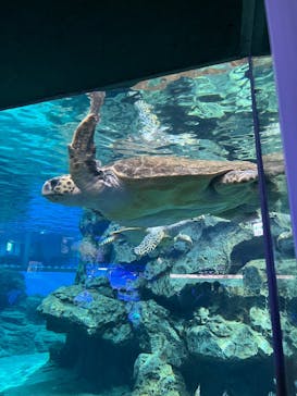 名古屋港水族館に投稿された画像（2025/2/24）