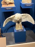 特別展「鳥 ～ゲノム解析が解き明かす新しい鳥類の系統～」国立科学博物館に投稿された画像（2025/2/24）