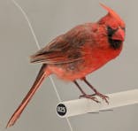 国立科学博物館に投稿された画像（2025/2/24）