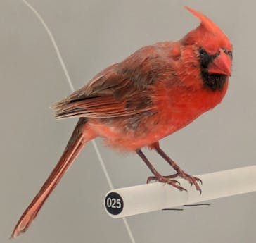 国立科学博物館に投稿された画像（2025/2/24）