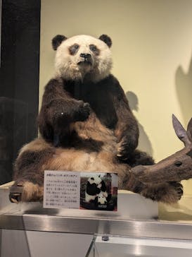 国立科学博物館に投稿された画像（2025/2/24）