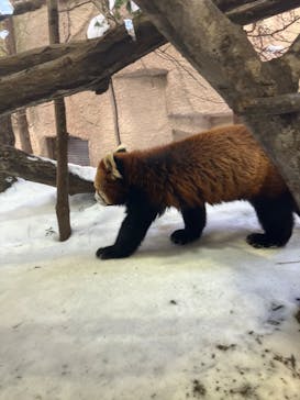 那須どうぶつ王国に投稿された画像（2025/2/24）