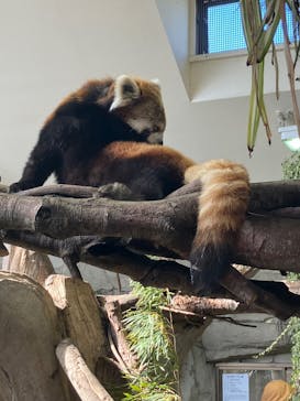 那須どうぶつ王国に投稿された画像（2025/2/24）