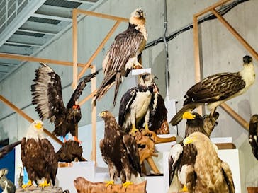 特別展「鳥 ～ゲノム解析が解き明かす新しい鳥類の系統～」国立科学博物館に投稿された画像（2025/2/24）