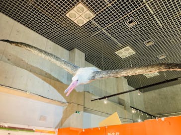 特別展「鳥 ～ゲノム解析が解き明かす新しい鳥類の系統～」国立科学博物館に投稿された画像（2025/2/24）