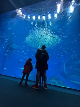アクアワールド茨城県大洗水族館に投稿された画像（2025/2/24）