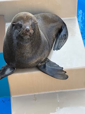 アクアワールド茨城県大洗水族館に投稿された画像（2025/2/24）