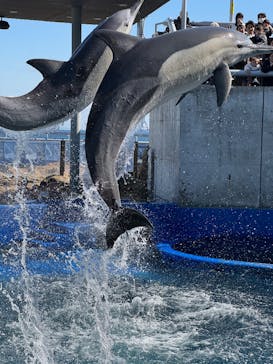 大分マリーンパレス水族館 「うみたまご」に投稿された画像（2025/2/24）