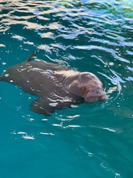 大分マリーンパレス水族館 「うみたまご」に投稿された画像（2025/2/24）