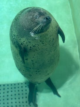 大分マリーンパレス水族館 「うみたまご」に投稿された画像（2025/2/24）