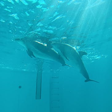 しながわ水族館に投稿された画像（2025/2/24）