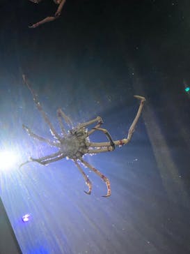 竹島水族館に投稿された画像（2025/2/24）