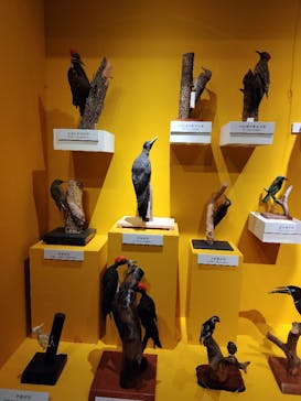 特別展「鳥 ～ゲノム解析が解き明かす新しい鳥類の系統～」国立科学博物館に投稿された画像（2025/2/24）