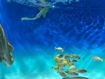 アクアワールド茨城県大洗水族館に投稿された画像（2025/2/24）