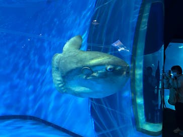 アクアワールド茨城県大洗水族館に投稿された画像（2025/2/24）