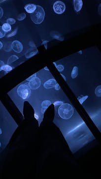 すみだ水族館に投稿された画像（2025/2/24）