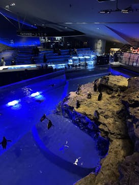 すみだ水族館に投稿された画像（2025/2/24）