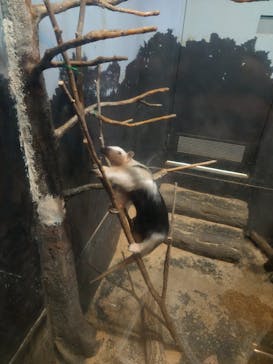 名古屋市東山動植物園に投稿された画像（2025/2/24）