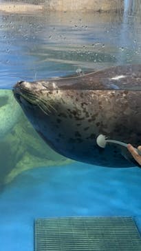 新江ノ島水族館に投稿された画像（2025/2/24）