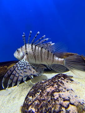 あわしまマリンパークに投稿された画像（2025/2/24）