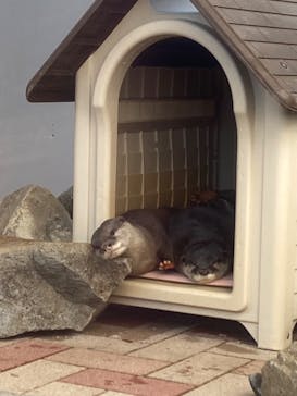 あわしまマリンパークに投稿された画像（2025/2/24）