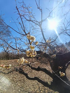 偕楽園本園に投稿された画像（2025/2/24）