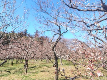 偕楽園本園に投稿された画像（2025/2/24）