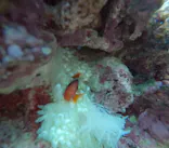 武藤潜水に投稿された画像（2025/2/24）