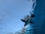 サンシャイン水族館に投稿された画像（2025/2/24）
