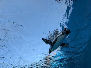 サンシャイン水族館に投稿された画像（2025/2/24）