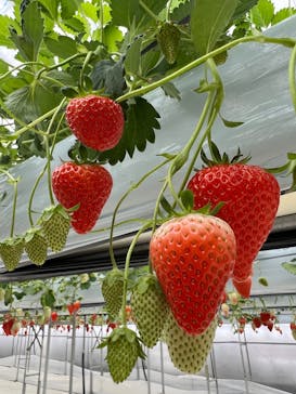 株式会社こまち野に投稿された画像（2025/2/24）