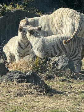 伊豆アニマルキングダムに投稿された画像（2025/2/24）