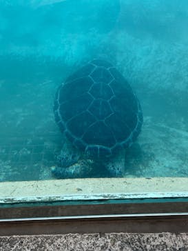 新江ノ島水族館に投稿された画像（2025/2/24）