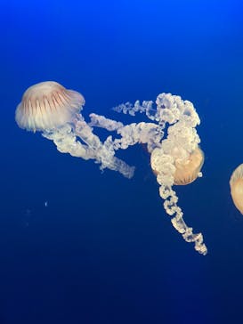 新江ノ島水族館に投稿された画像（2025/2/24）