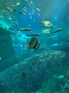 新江ノ島水族館に投稿された画像（2025/2/24）