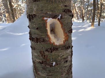 知床ネイチャーガイド星の時間に投稿された画像（2025/2/24）