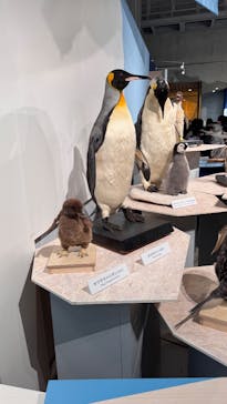 特別展「鳥 ～ゲノム解析が解き明かす新しい鳥類の系統～」国立科学博物館に投稿された画像（2025/2/24）