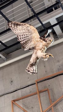 特別展「鳥 ～ゲノム解析が解き明かす新しい鳥類の系統～」国立科学博物館に投稿された画像（2025/2/24）