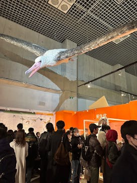 特別展「鳥 ～ゲノム解析が解き明かす新しい鳥類の系統～」国立科学博物館に投稿された画像（2025/2/24）