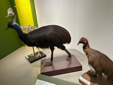 特別展「鳥 ～ゲノム解析が解き明かす新しい鳥類の系統～」国立科学博物館に投稿された画像（2025/2/24）