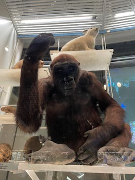 国立科学博物館に投稿された画像（2025/2/24）