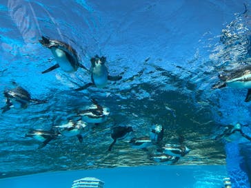 サンシャイン水族館に投稿された画像（2025/2/24）